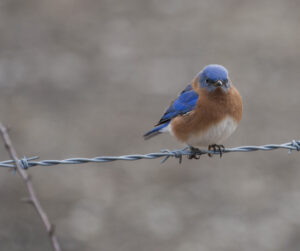 Bluebird on a wire fence.