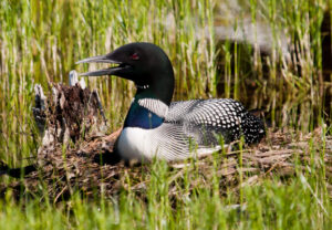 A female loon sitting on a nest.