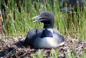 A male loon sitting on a nest.