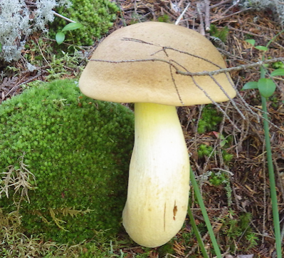 Unknown type of Mushroom in Maine.