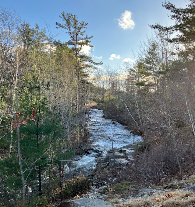 Maine trees next to a river.