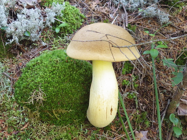 A large brown and yellow mushroom.